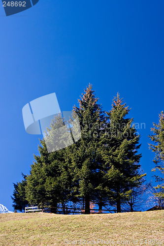 Image of Trees and Blue Sky