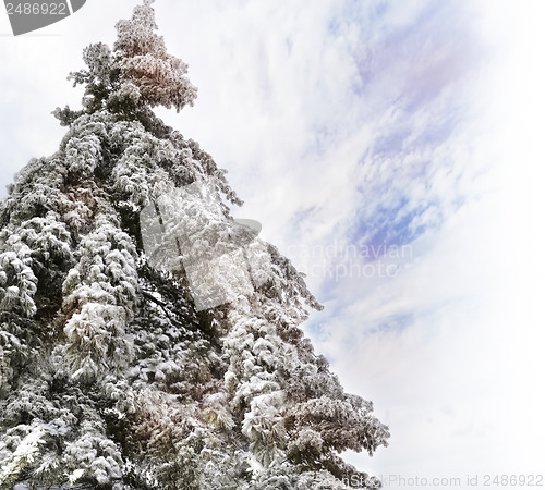 Image of Pine Tree With Snow