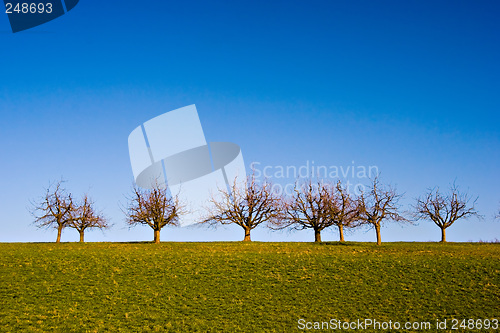 Image of Trees on Grassland