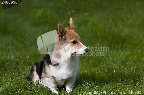 Image of puppy on lawn