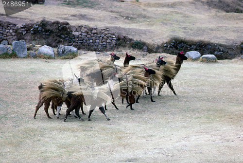 Image of Lamas in Peru