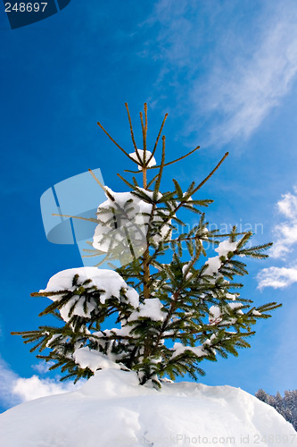 Image of Pinetree with snow