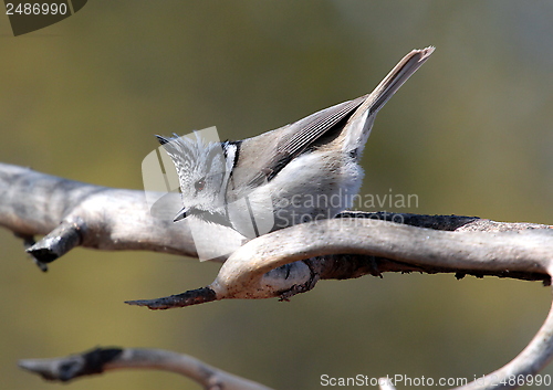 Image of Crested tit