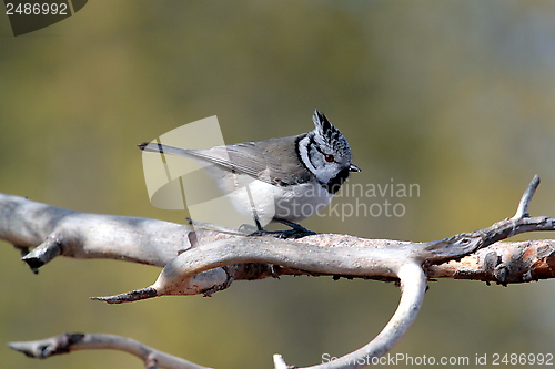 Image of Crested tit