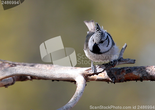 Image of Crested tit