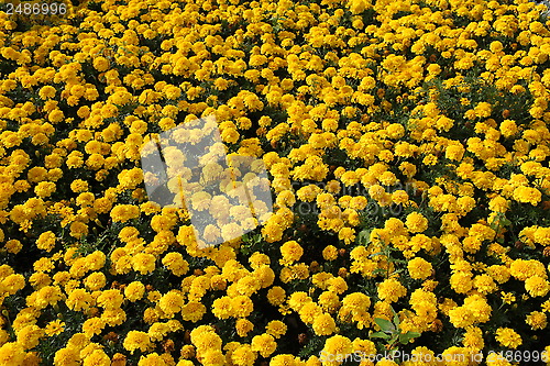 Image of Yellow Marigolds