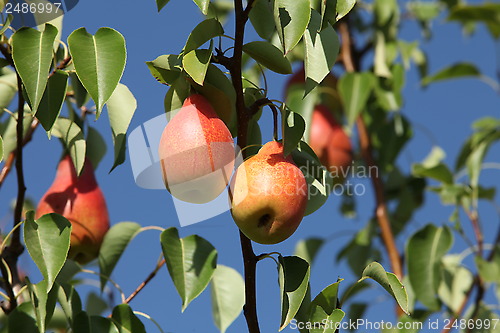 Image of red pears