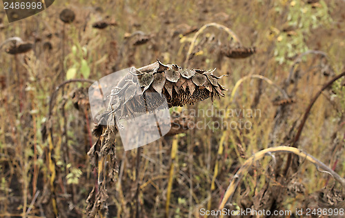 Image of Dried Sunflower