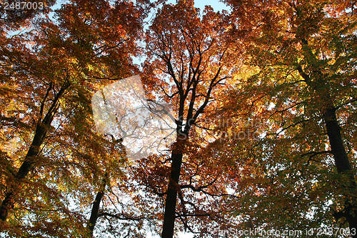 Image of colorful treetops