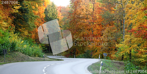 Image of autumn forest scenery
