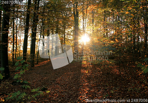 Image of evening at autumn forest