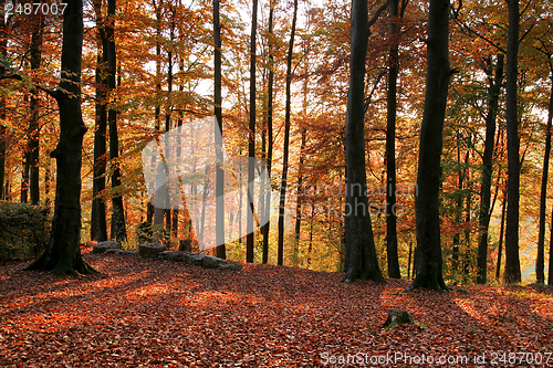Image of idyllic autumn forest scenery