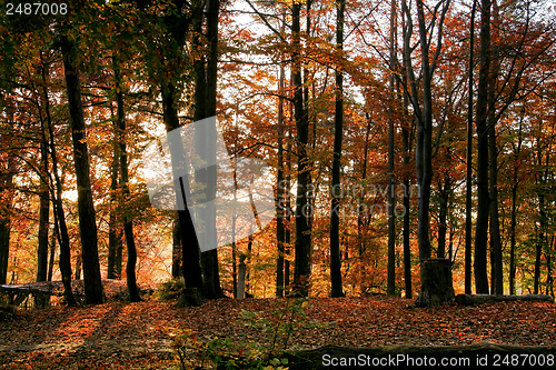 Image of autumn forest scenery