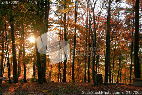 Image of autumn forest scenery