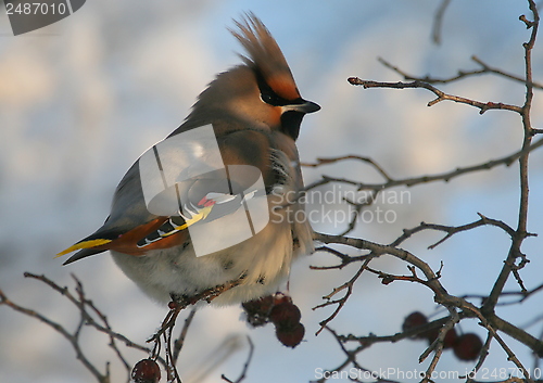 Image of Waxwing