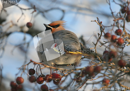 Image of Waxwing