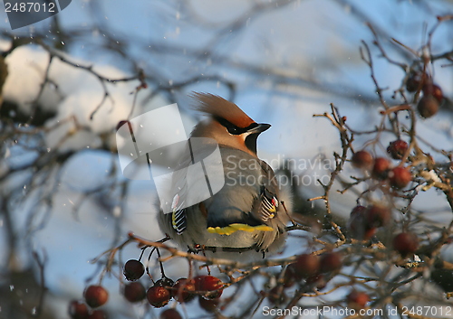 Image of Waxwing