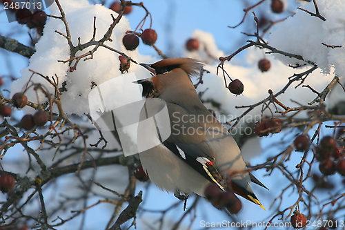 Image of Waxwing