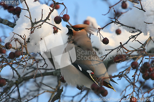Image of Waxwing