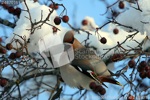 Image of Waxwing