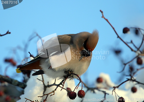 Image of Waxwing