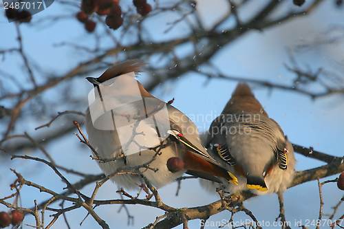 Image of Waxwing