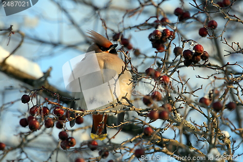 Image of Waxwing