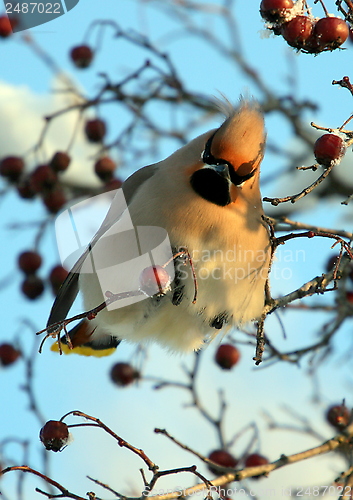Image of Waxwing