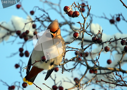 Image of Waxwing