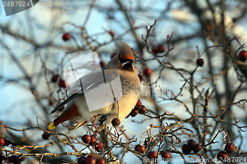 Image of Waxwing