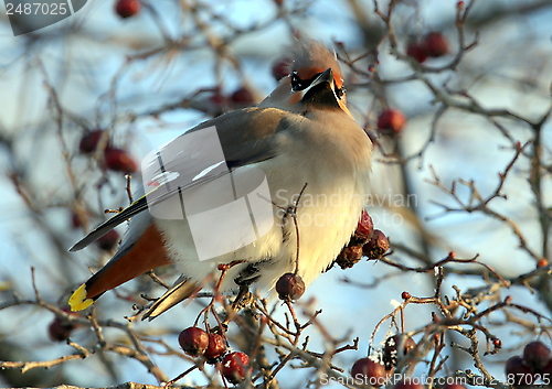 Image of Waxwing