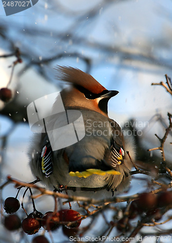 Image of Waxwing