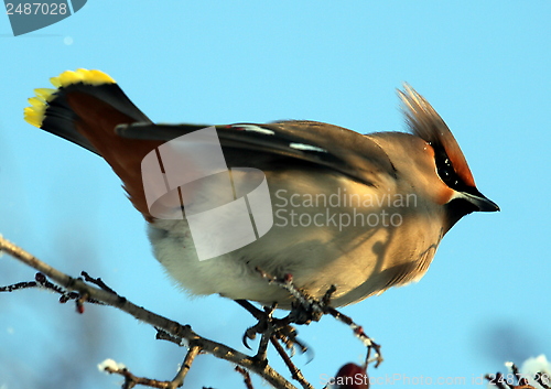 Image of Waxwing