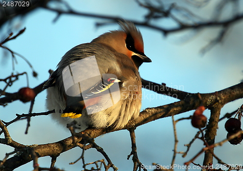Image of Waxwing