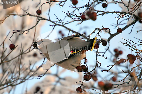 Image of Waxwing