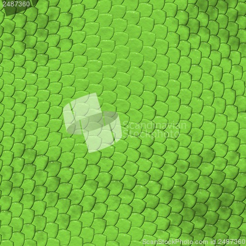 Image of Iguana skin pattern