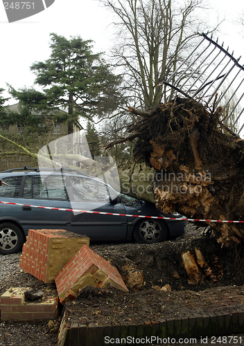 Image of Fallen Tree in Windy Weather