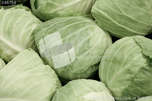 Image of Green Cabbages