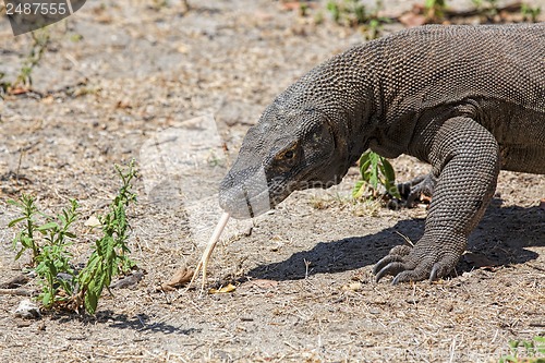 Image of Komodo Dragon