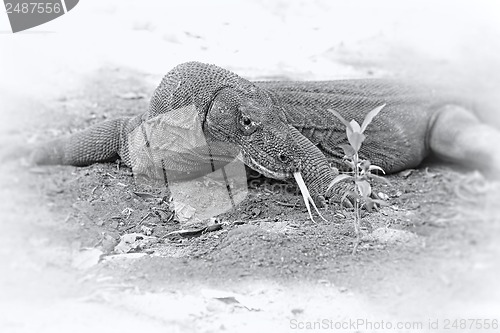 Image of Komodo Dragon