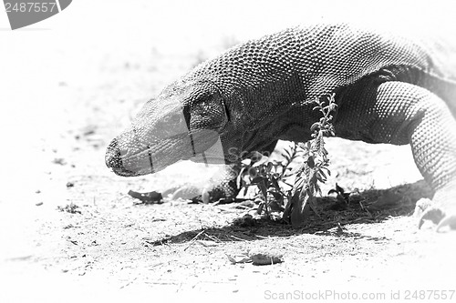 Image of Komodo Dragon