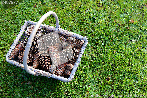 Image of Rustic basket full of pine cones on grass