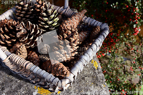 Image of Closeup of basket of fir cones with red cotoneaster berries