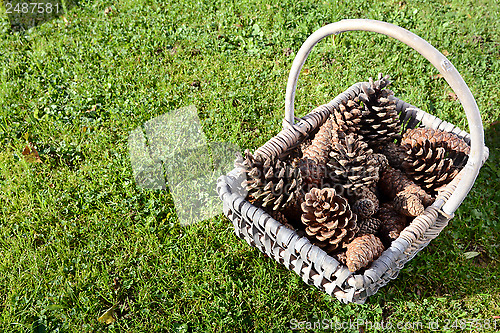 Image of Fir cones in a basket on green grass