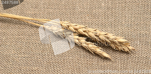 Image of wheat