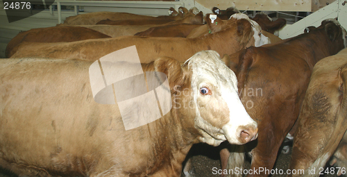 Image of cattle
