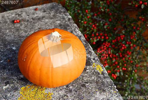 Image of Pumpkin on a stone bench against red berries