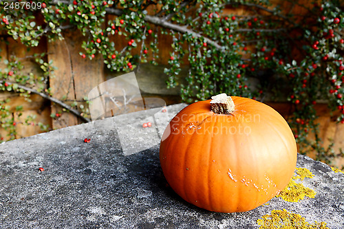 Image of Orange pumpkin on lichen-covered stone