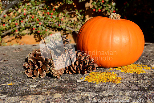 Image of Fir cones and ripe pumpkin in warm sunlight
