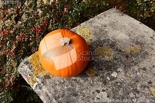 Image of Small orange pumpkin on stone bench with red berries